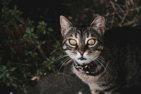 Discover the stewartville star: your local guide to inspiration